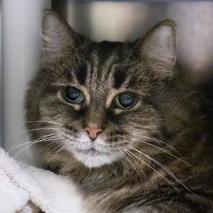 Lilly, Senior Female unknown