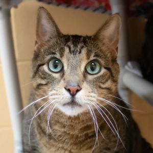 Sparky, Senior Male unknown