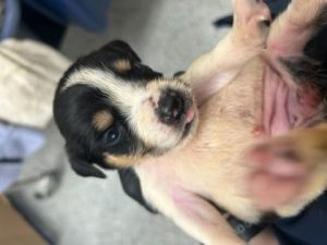Nyla Harper Mixed Breed Dog
