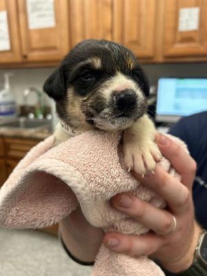 John Nolan Mixed Breed Dog