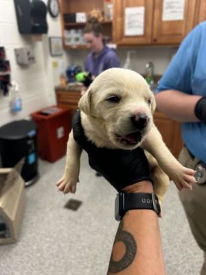Tim Bradford Mixed Breed Dog