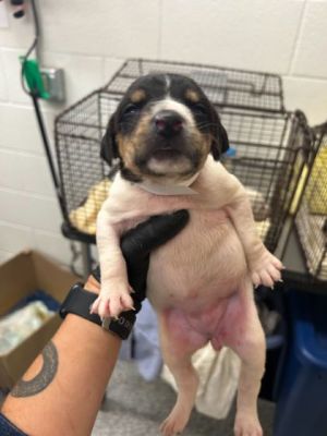 Angela Lopez Mixed Breed Dog