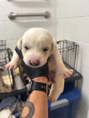 Lucy Chen Mixed Breed Dog