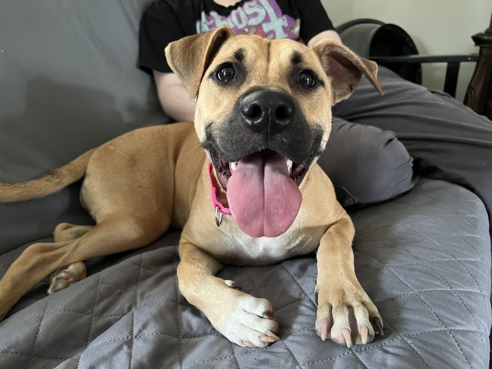 Faye (Cherry Litter)