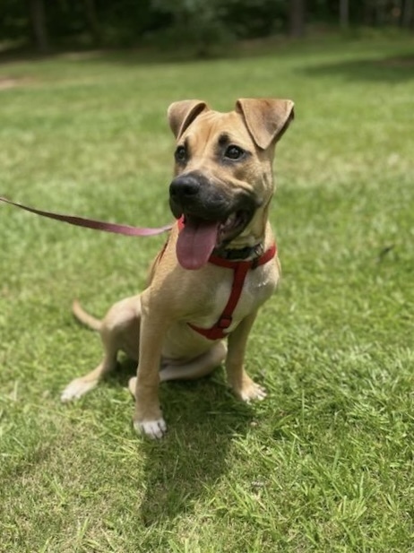 Faye (Cherry Litter)