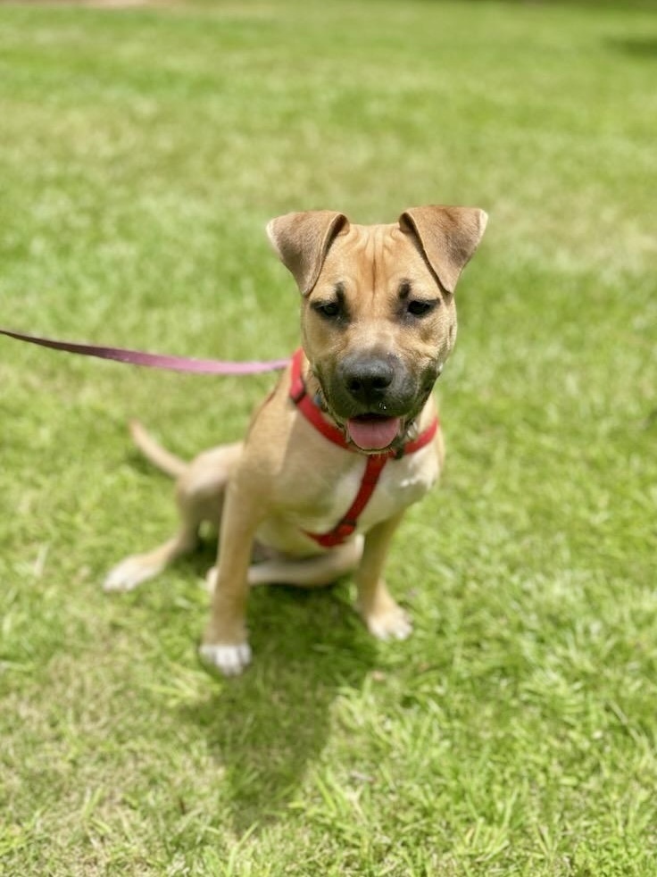 Faye (Cherry Litter)
