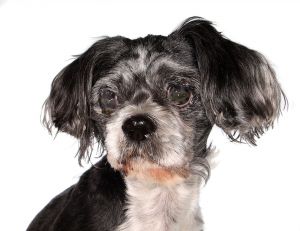 Tobias, Senior Male unknown