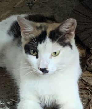 Olivia, Young Female unknown