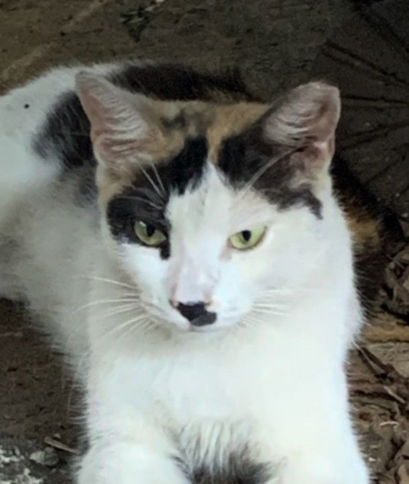 Olivia