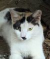 Olivia photo 1