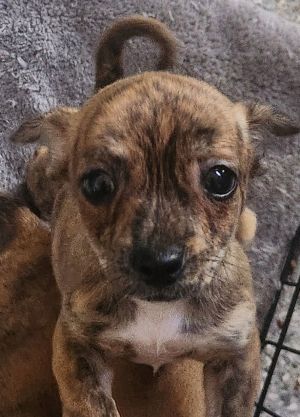 Marcie, Baby Female unknown