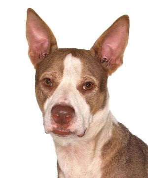 Benji, Adult Male unknown