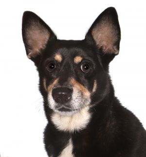 Jolene, Adult Female unknown