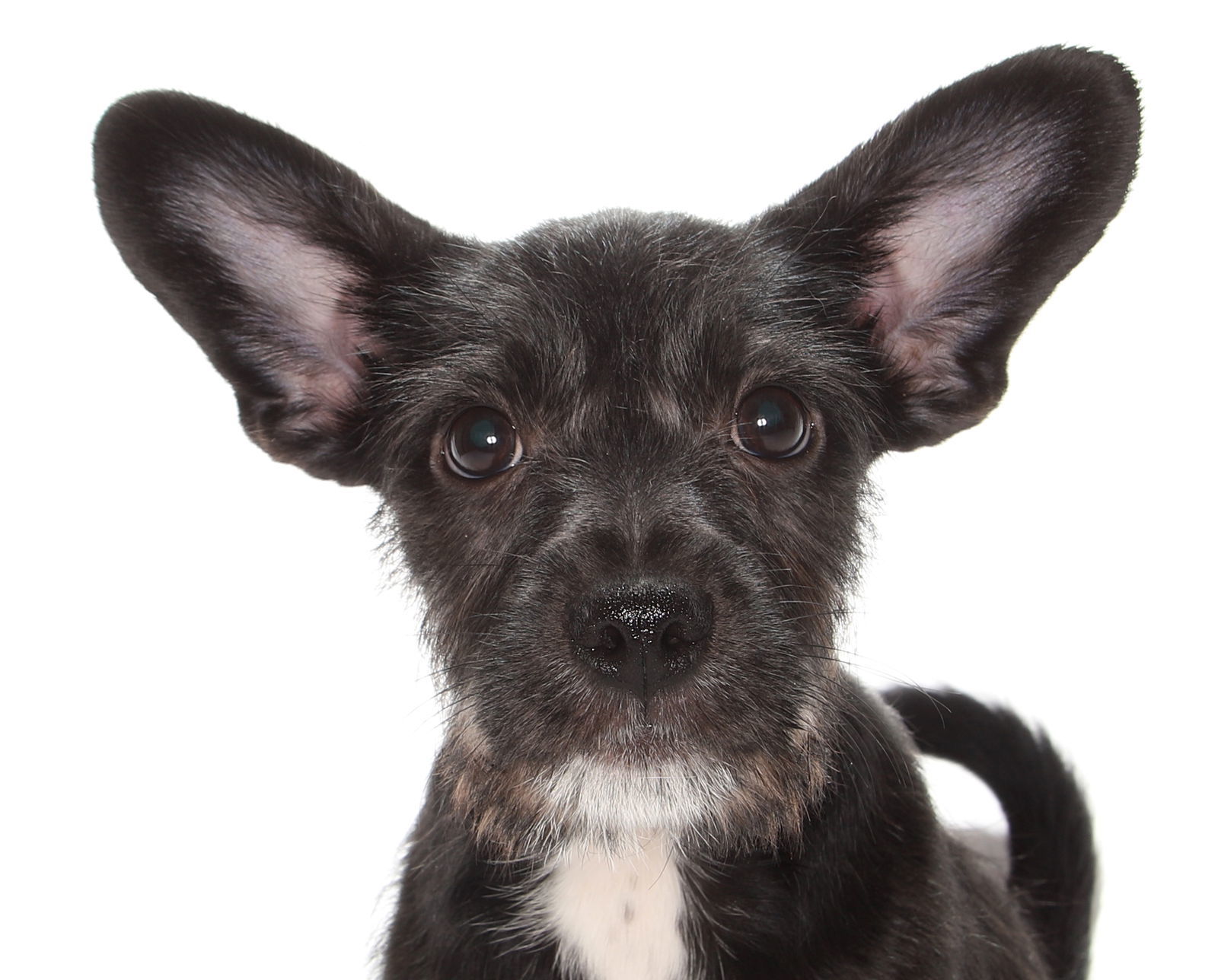 Pepper