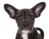 Pepper photo 1