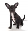 Pepper photo 2