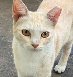 Oscar, Young Male unknown