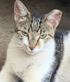 Olive photo 1
