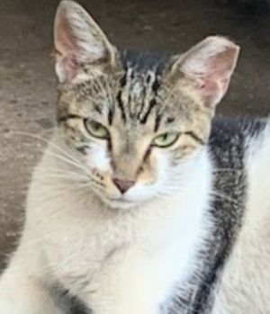 Olive, Young Female unknown