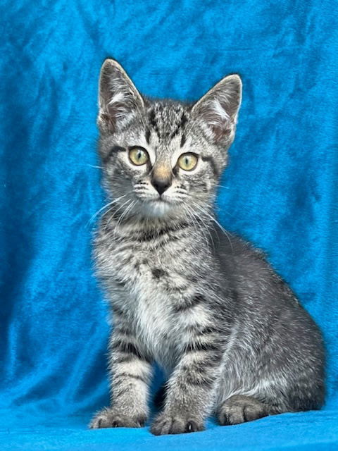KITTEN NOAH