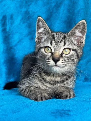 KITTEN NOAH