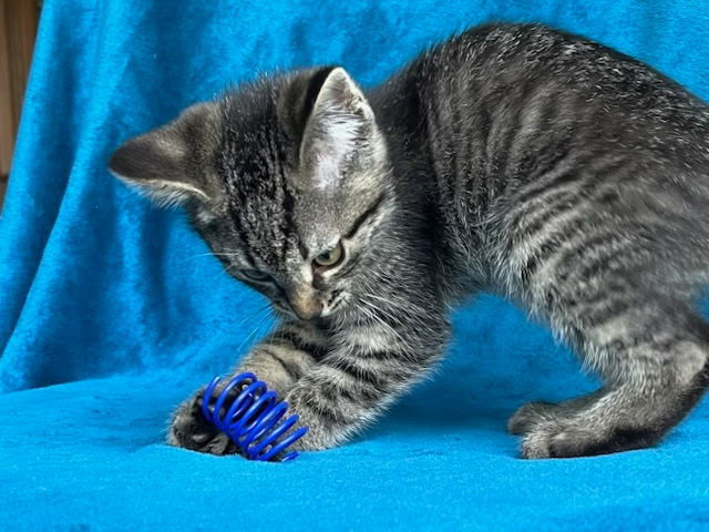 KITTEN NOAH