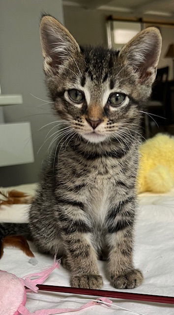 KITTEN THEO