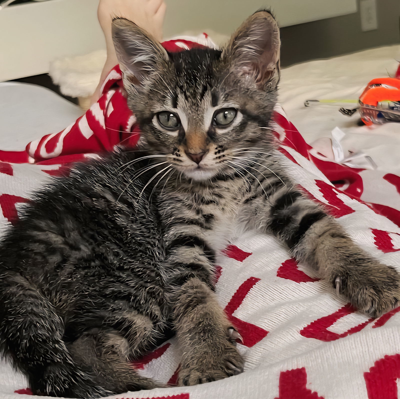 KITTEN THEO
