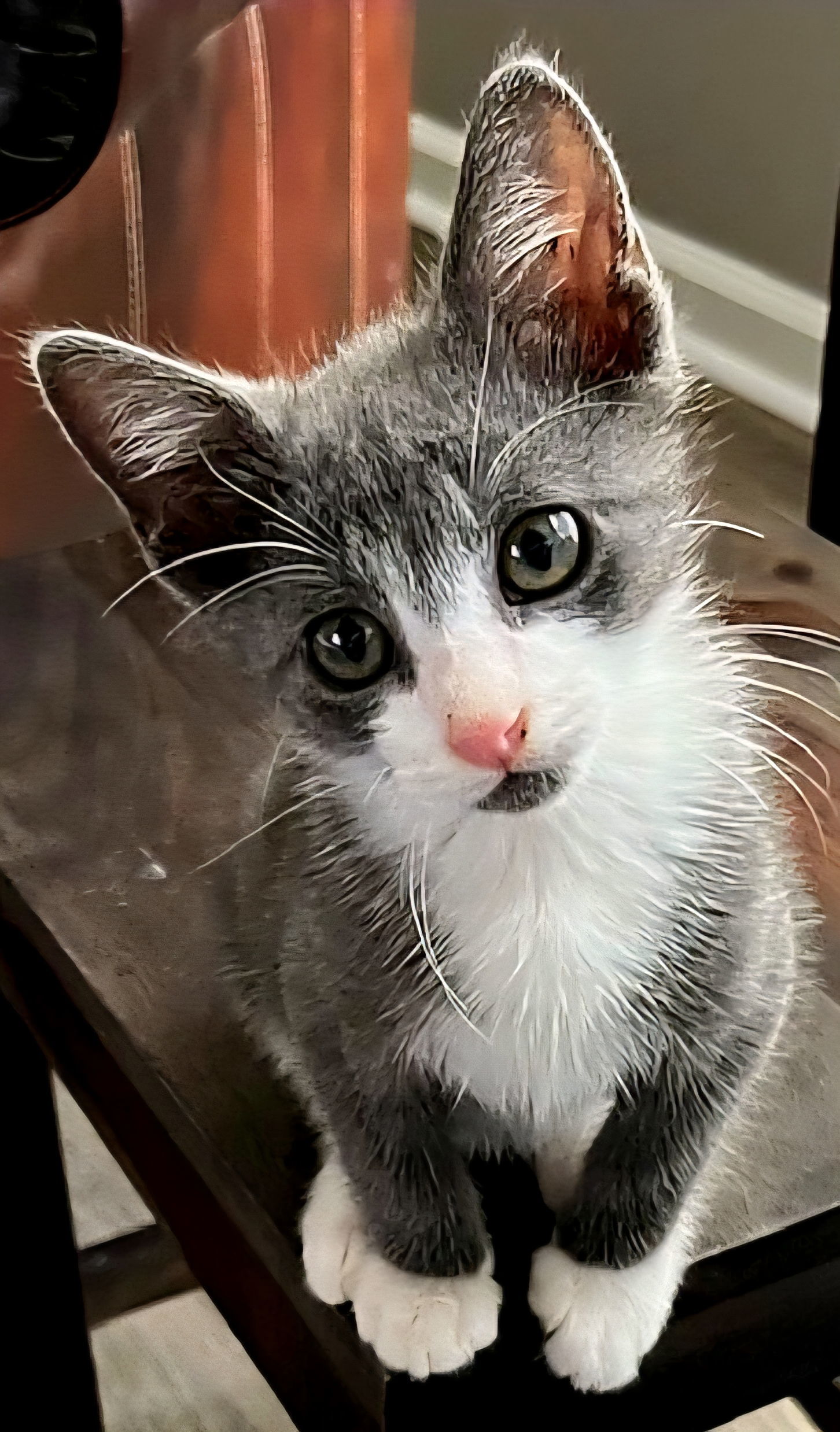 KITTEN BRAVE BRADY