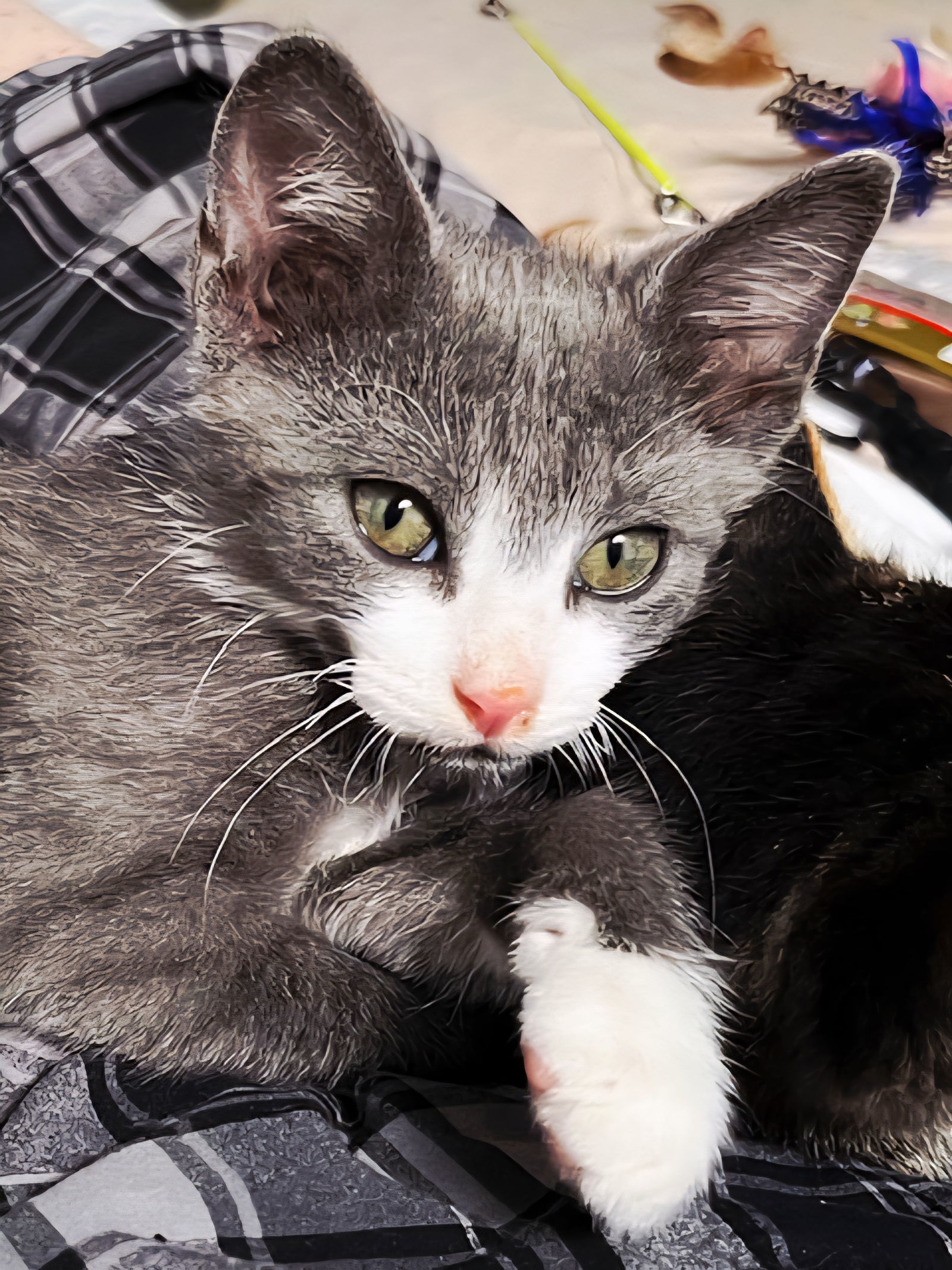 KITTEN BRAVE BRADY
