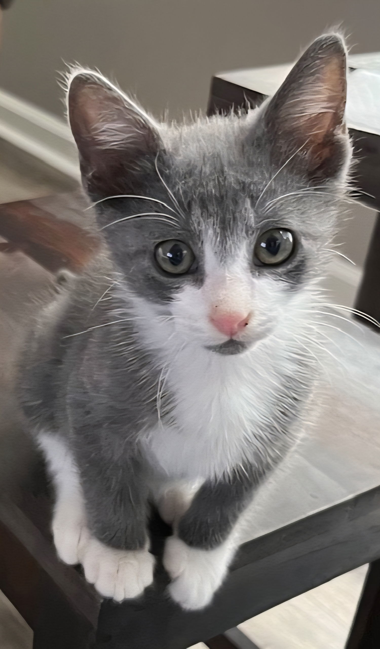 KITTEN BRAVE BRADY