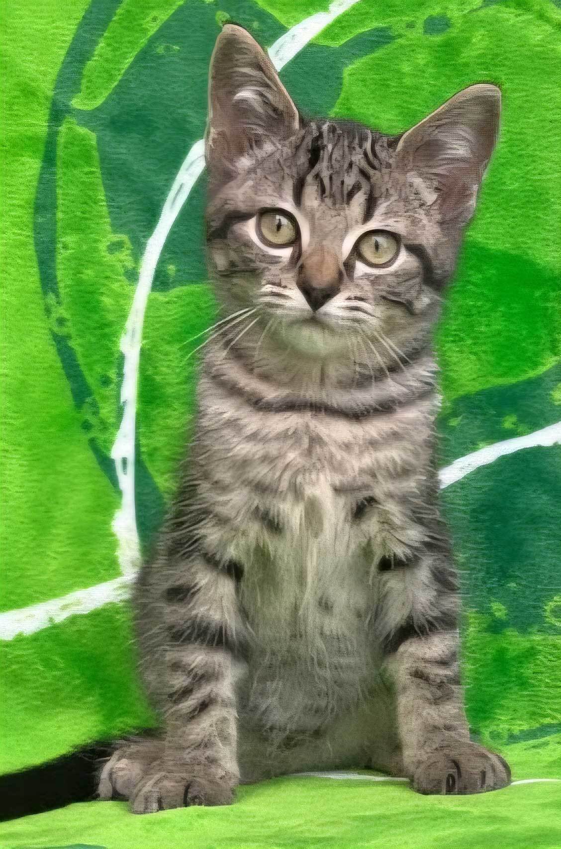 KITTEN JAQ JAQ