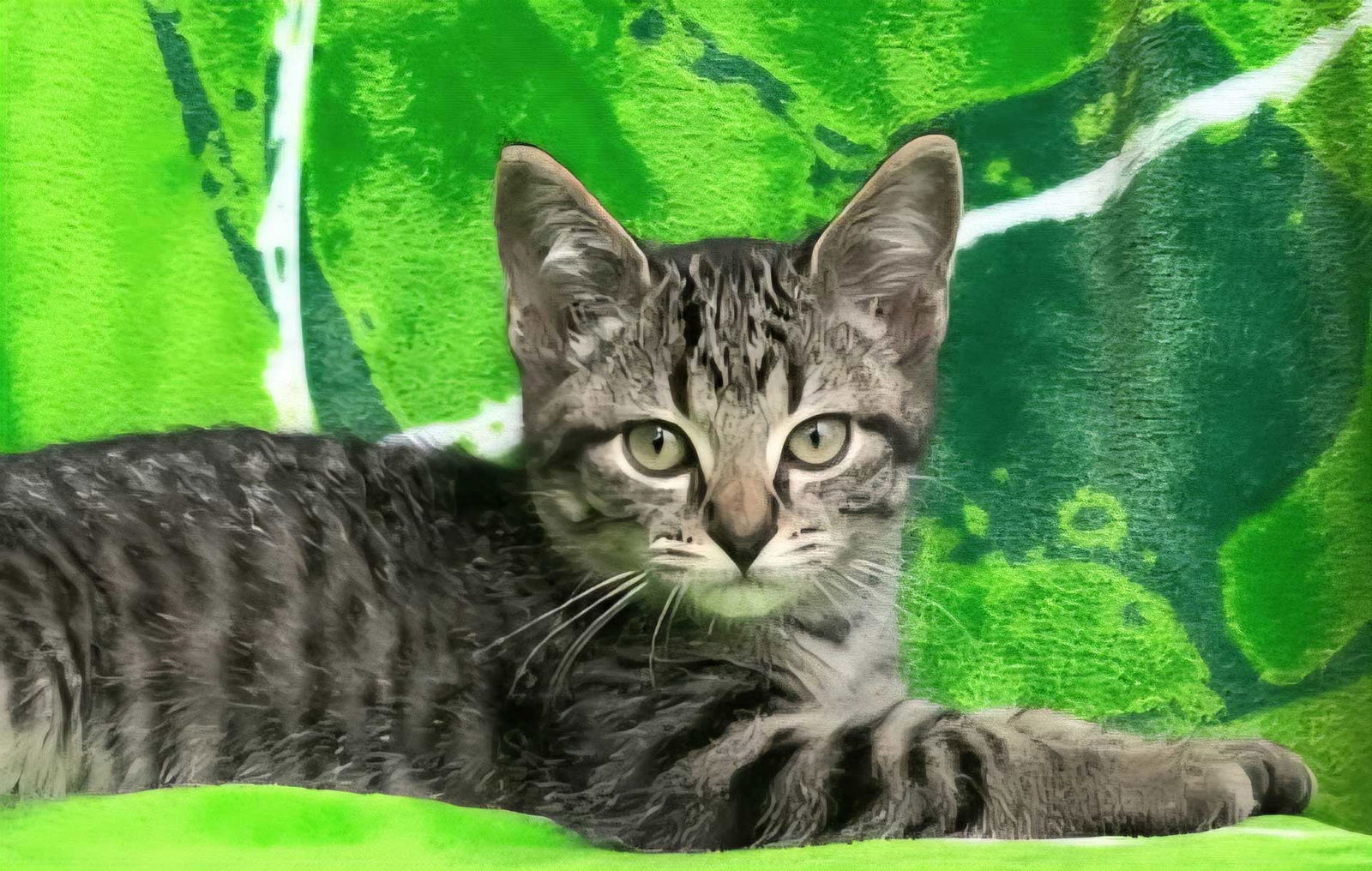 KITTEN JAQ JAQ