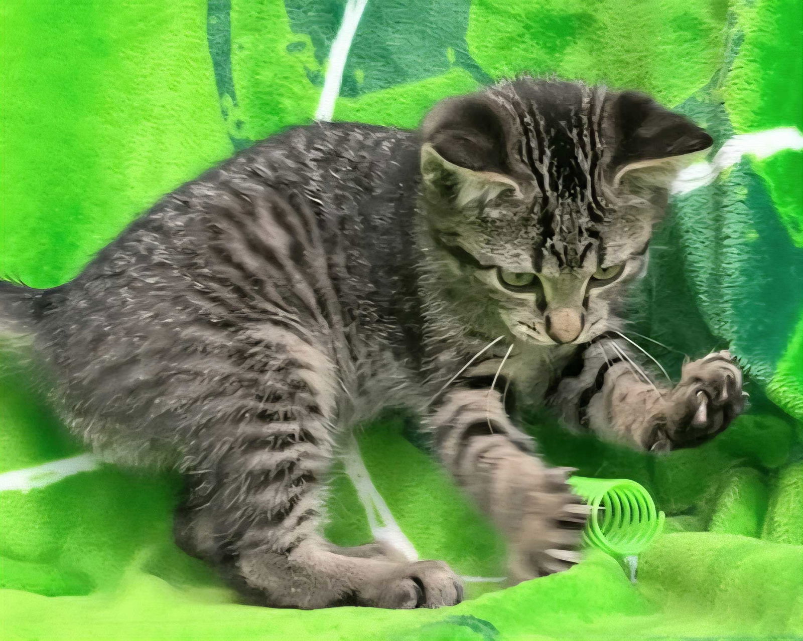 KITTEN JAQ JAQ