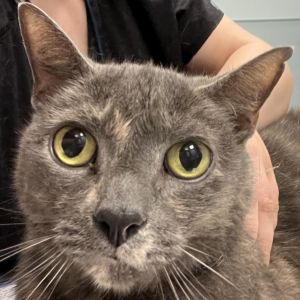 Cocoa, Senior Female unknown