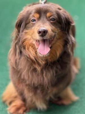 Chester, Senior Male unknown