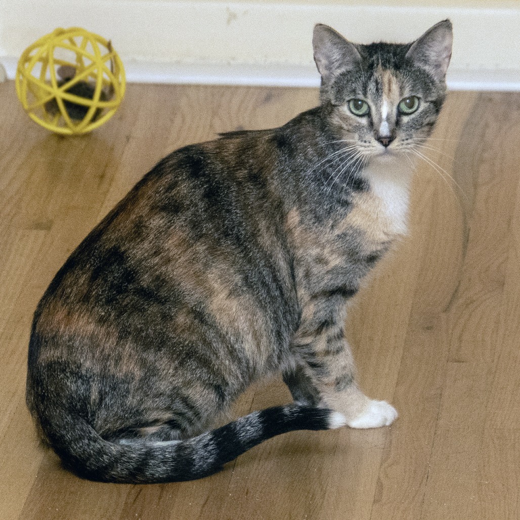 Callie, an adoptable Domestic Short Hair in Wichita, KS, 67208 | Photo Image 1