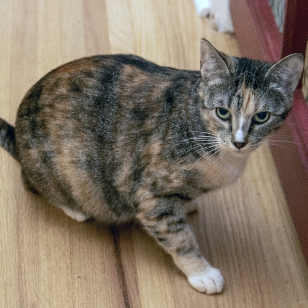 Callie, an adoptable Domestic Short Hair in Wichita, KS, 67208 | Photo Image 2