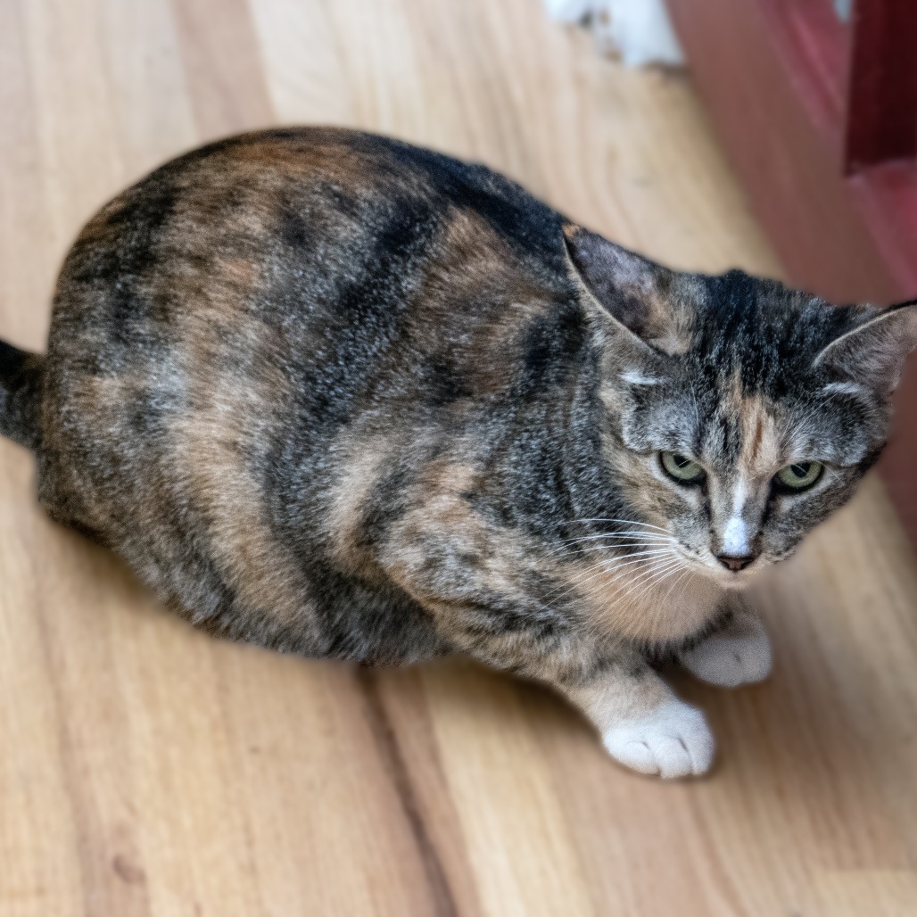 Callie, an adoptable Domestic Short Hair in Wichita, KS, 67208 | Photo Image 3