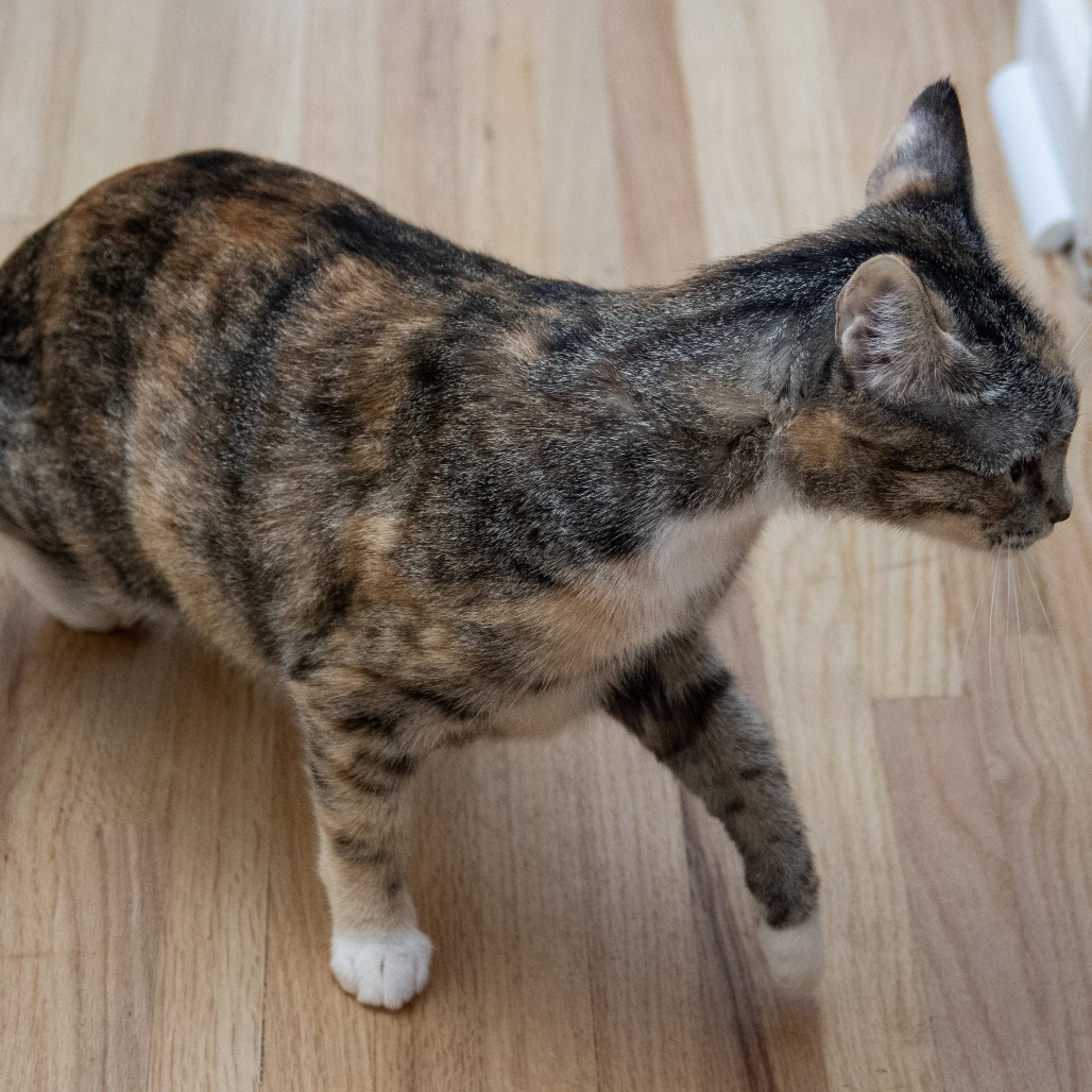 Callie, an adoptable Domestic Short Hair in Wichita, KS, 67208 | Photo Image 4