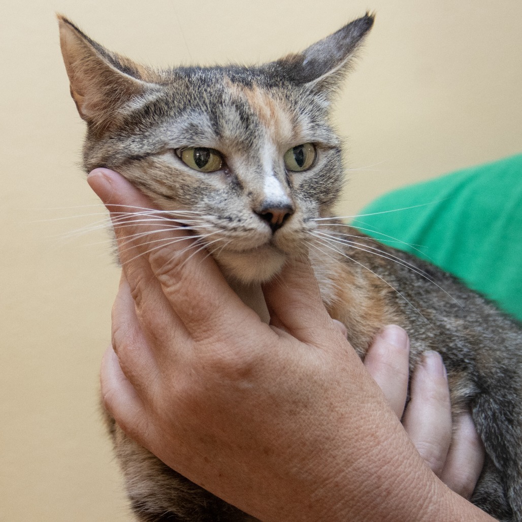 Callie, an adoptable Domestic Short Hair in Wichita, KS, 67208 | Photo Image 5