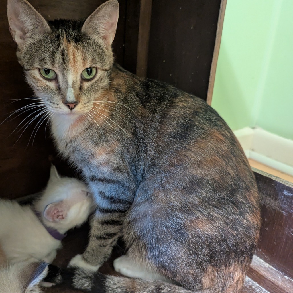 Callie, an adoptable Domestic Short Hair in Wichita, KS, 67208 | Photo Image 6