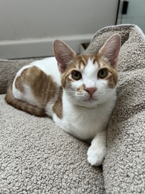 Pirate Domestic Short Hair Cat