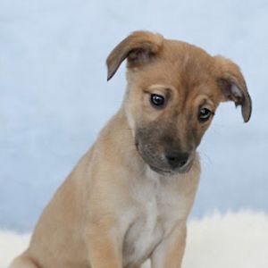 AAD Upcoming Arrival! Roo - 25171, Baby Female unknown
