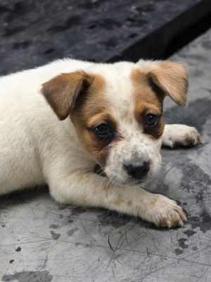 AAD New Arrival! Squirtle - 25161, Baby Female unknown