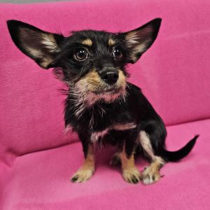 AAD Upcoming Arrival! Nova - 25162, Baby Female unknown