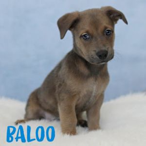 AAD Upcoming Arrival! Baloo - 25164, Baby Male unknown