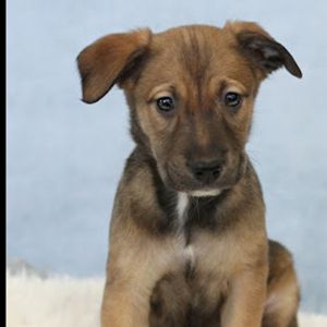 AAD Upcoming Arrival! Mushu - 25167, Baby Male unknown