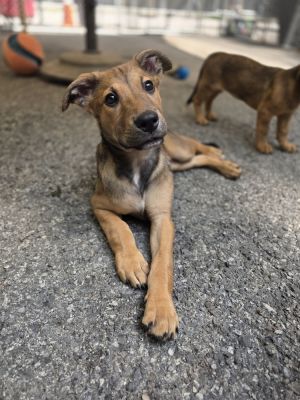 AAD New Arrival! Mushu - 25167, Baby Male unknown