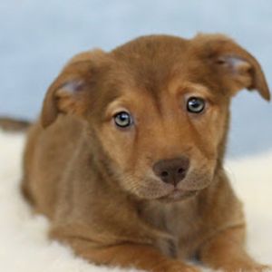 AAD Upcoming Arrival! Pua - 25169, Baby Female unknown